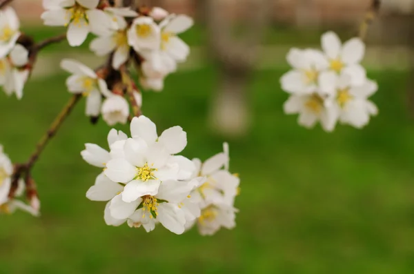 çiçekli ağaç dalları