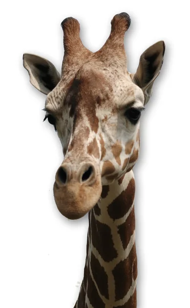 Giraffe auf weißem Hintergrund — Stockfoto