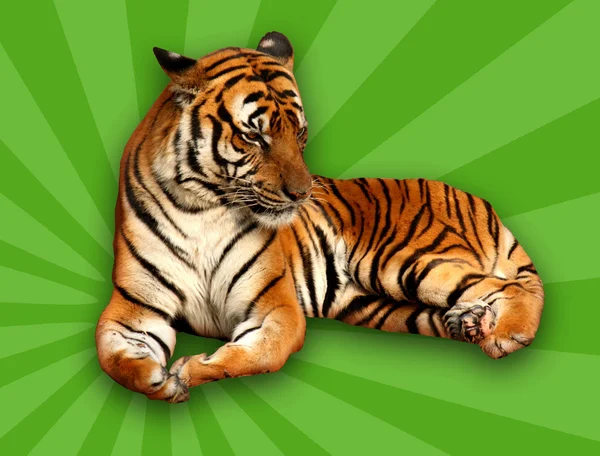 Tigre sobre fondo verde — Foto de Stock