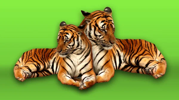 Familia Tigre sobre fondo verde — Foto de Stock