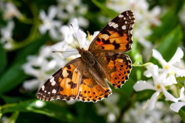Çiçekteki güzel kelebek