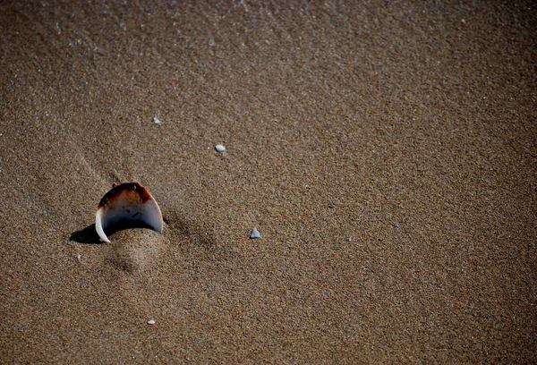 Areia e casca — Fotografia de Stock