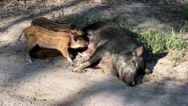 Javali Bebês Atacar Sua Mãe Procura Comida — Vídeo de Stock