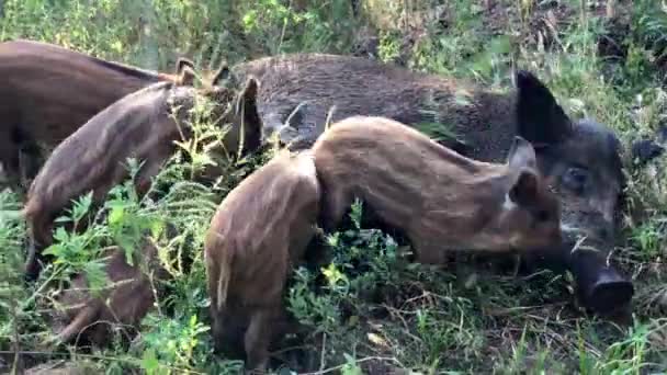Yaban Domuzu Yavruları Yemek Için Annelerine Saldırır — Stok video