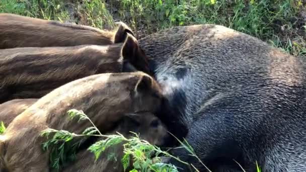 Wild Boar Babies Attack Mother Looking Food — Stock Video