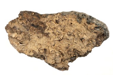 Fosiller bu kaya galore