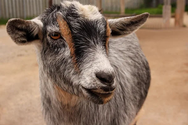 Goat Staring — Stock Photo, Image