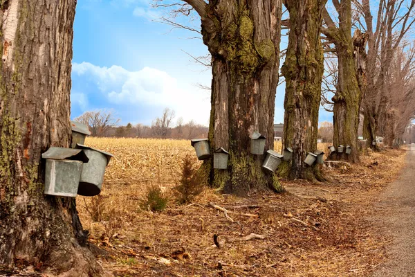 Line of Maple Syrup Buckets — Stock Photo, Image