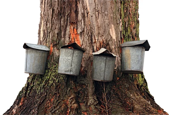 Old Fashioned Maple Sap Buckets — Stock Photo, Image