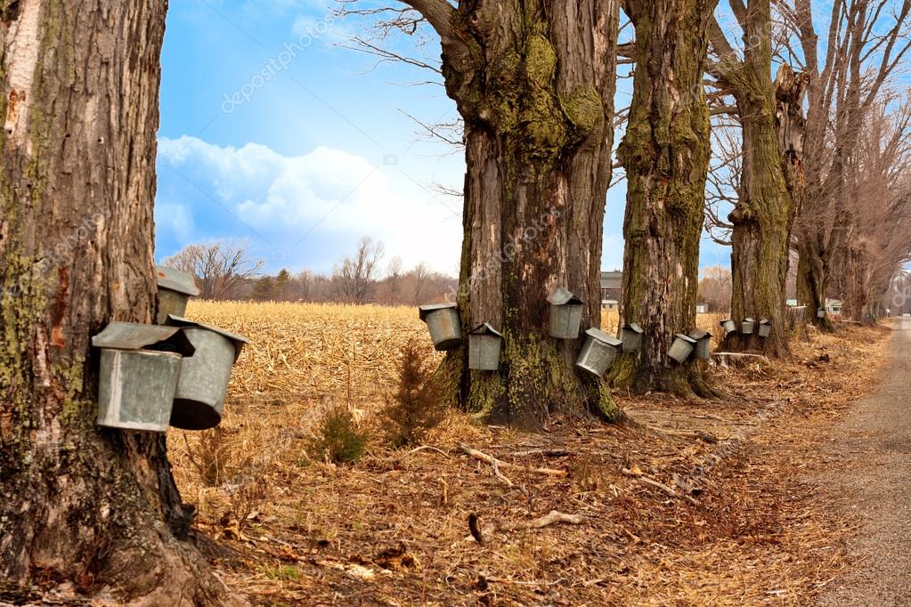 Line of Maple Syrup Buckets — Stock Photo © nhochmuth #23542987