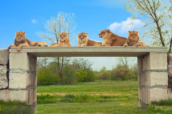 Five Lions Pose On Rock Formation — Stock Photo, Image
