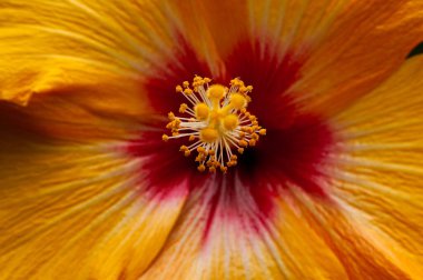 Sping 'de doğadaki güzel çiçek