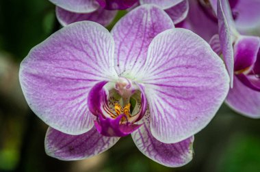 Sping 'de doğadaki güzel çiçek