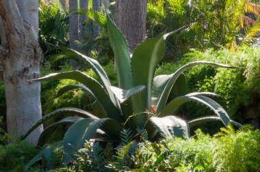 Sping 'de doğadaki güzel çiçek