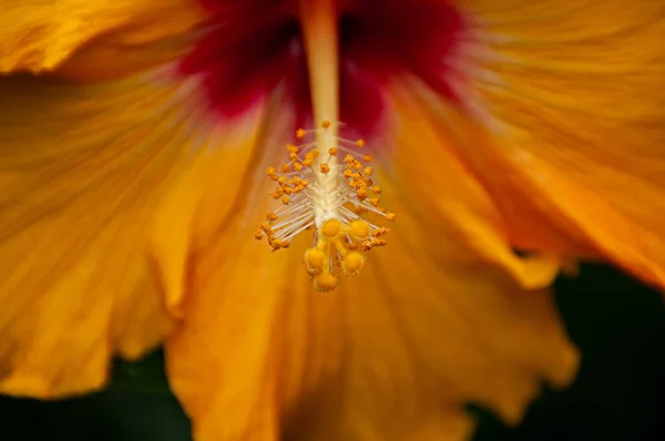 美丽的自然之花 — 图库照片