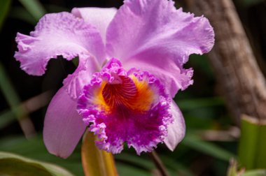 Sping 'de doğadaki güzel çiçek