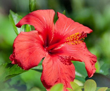 Sping 'de doğadaki güzel çiçek