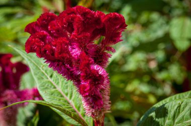 İlkbaharda doğada çiçek