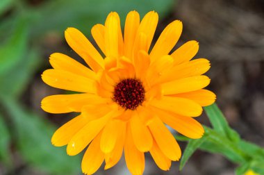 İlkbaharda doğada çiçek