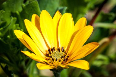 İlkbaharda doğada çiçek