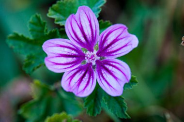 İlkbaharda doğada çiçek