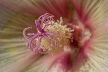 İlkbaharda doğada çiçek