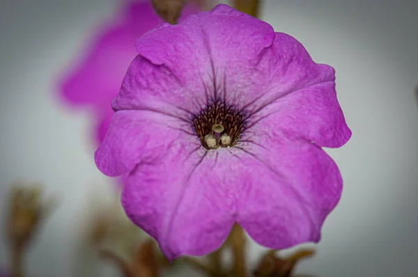Květina Přírodě Jaře — Stock fotografie