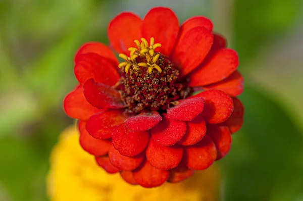 Lkbaharda Doğada Çiçek — Stok fotoğraf