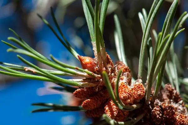 Blomma Naturen Våren — Stockfoto