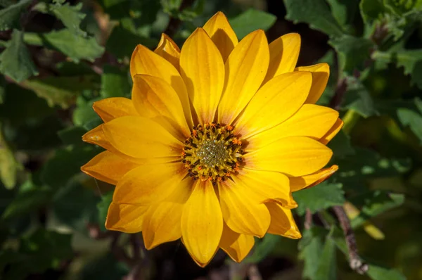 İlkbaharda doğada çiçek