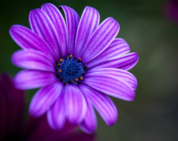 Λουλούδι Στη Φύση Την Άνοιξη — Φωτογραφία Αρχείου