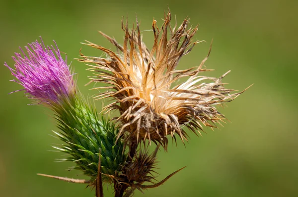 Bloem Natuur Het Voorjaar — Stockfoto