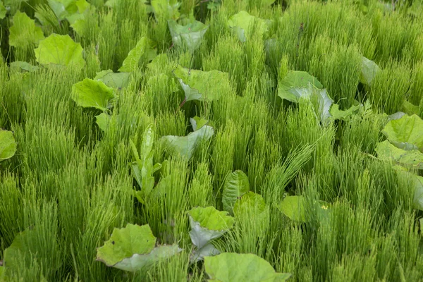 Equisetum
