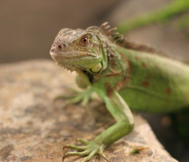 iguana taş