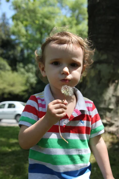 Jongen en paardebloem — Stockfoto