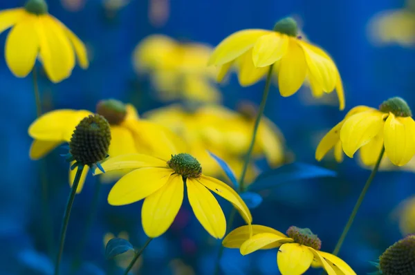 Mavi arkaplanda sarı çiçekler