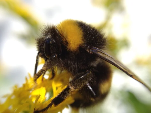 Bumblebee Przewodniczący Obraz Stockowy