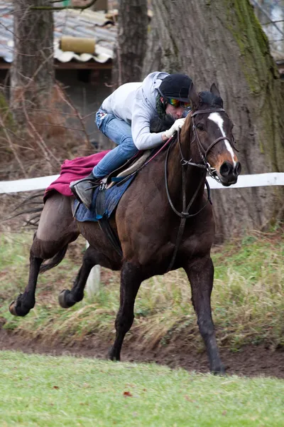 Caballo de carrera — Foto de Stock