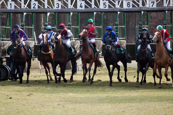 Cavalo de corrida — Fotografia de Stock