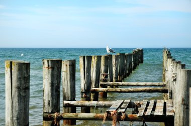 groynes okyanus ve martılar