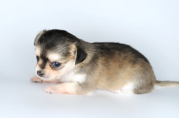 Hundvalp chihuahua mot vit bakgrund — Stockfoto