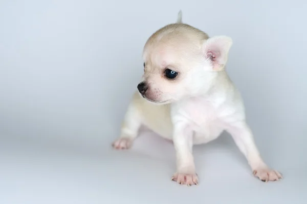 köpek yavrusu küçük chihuahua beyaz bir arka plana dayanır
