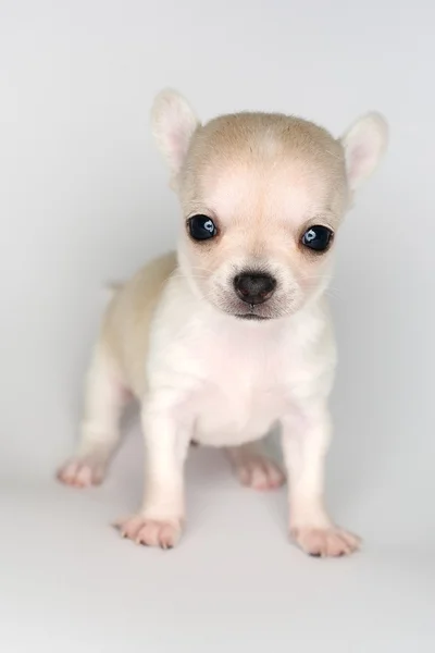 Filhote de cachorro pequeno chihuahua de pé contra fundo branco — Fotografia de Stock