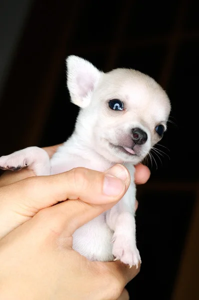 Собака щенок маленький чихуахуа в руке — стоковое фото