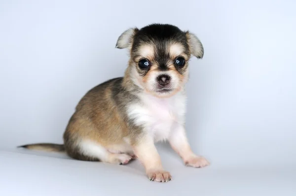 Hundewelpe Chihuahua sitzt vor weißem Hintergrund Stockbild