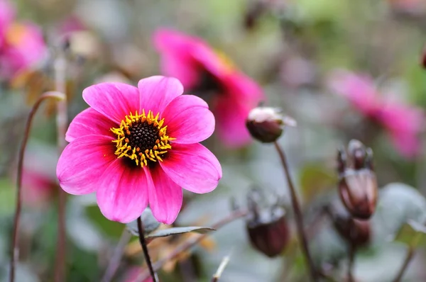 Dahlia blommor med knoppar i bakgrunden Stockfoto