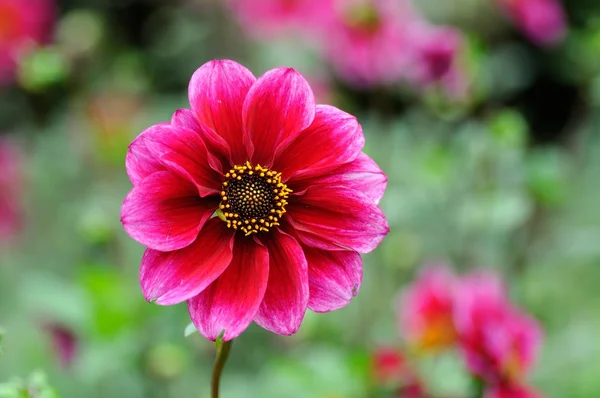pembe dahlia çiçeği yeşil bir arka plana dayanır
