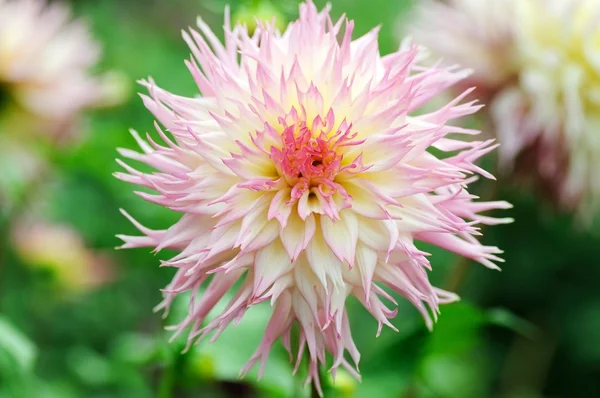 pembe dahlia jenny yeşil bir arka plana dayanır