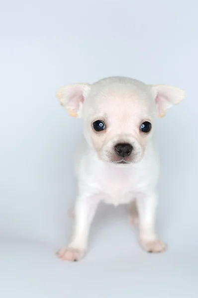 Liten hundvalp chihuahua med stora ögon från framsidan — Stockfoto
