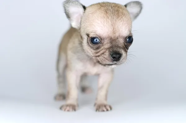 Piccolo cane cucciolo chihuahua primo piano dalla parte anteriore — Foto Stock